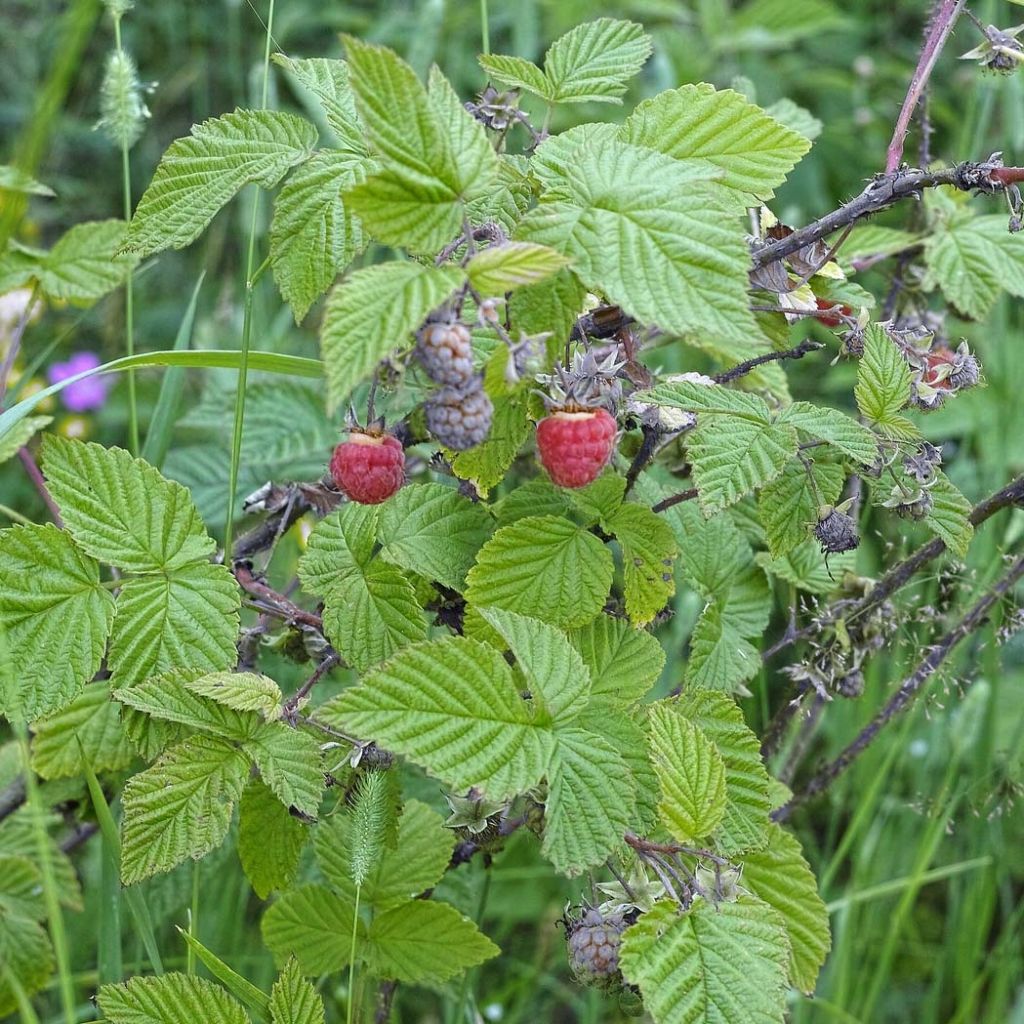 Framboisier Rustica - Rubus idaeus