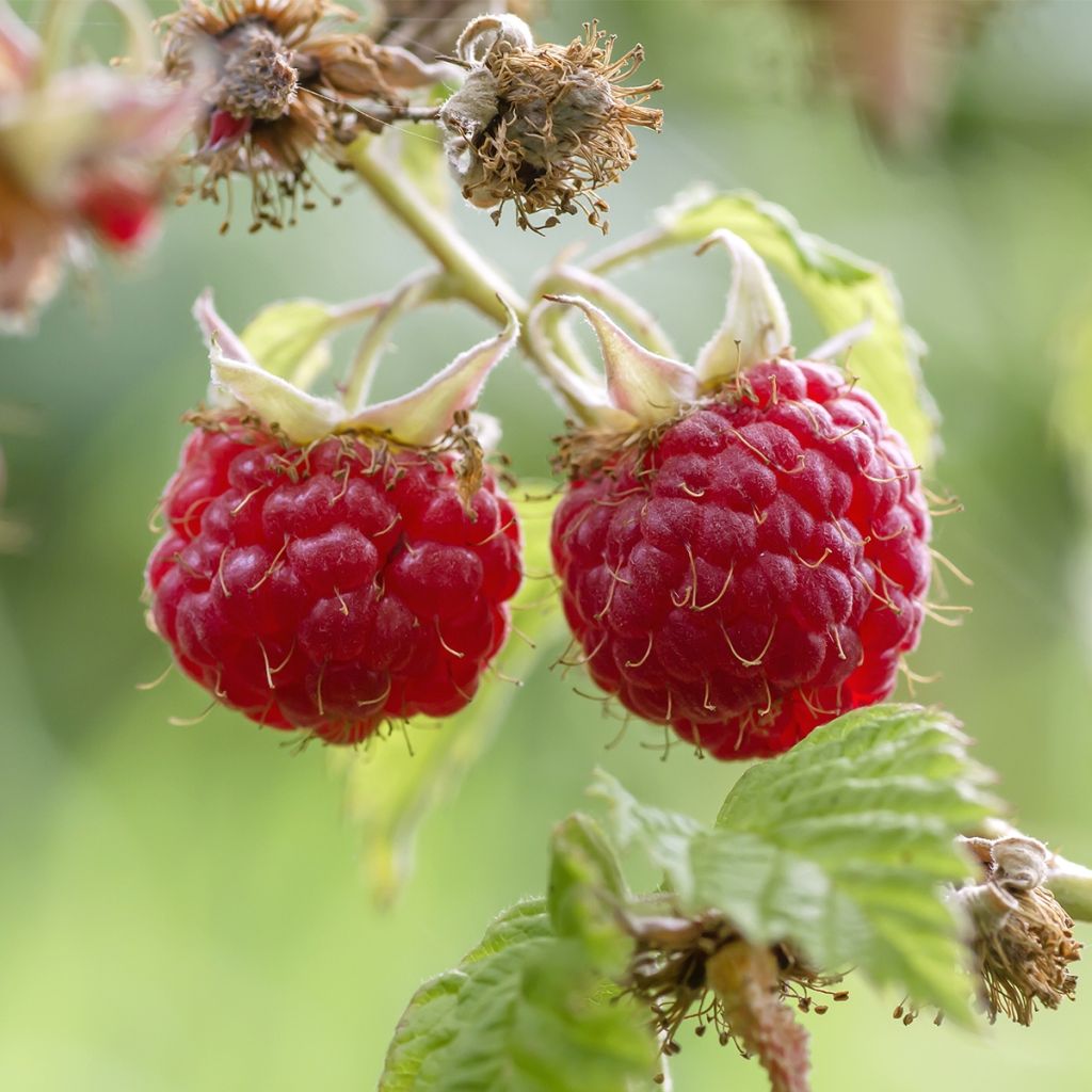 Framboisier Tulameen - Rubus idaeus  Buisson en pot de 2l/3l