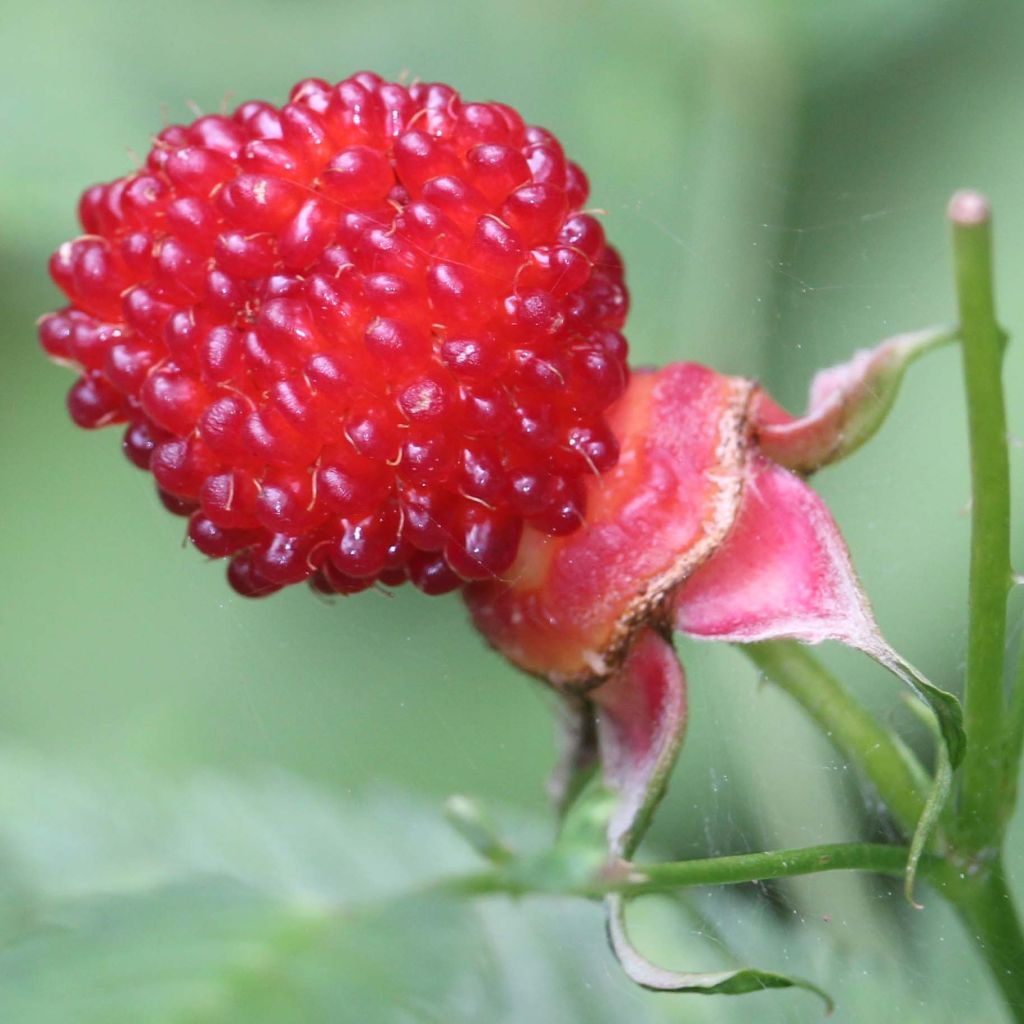 Rubus illecebrosus - Framboisier fraise japonais
