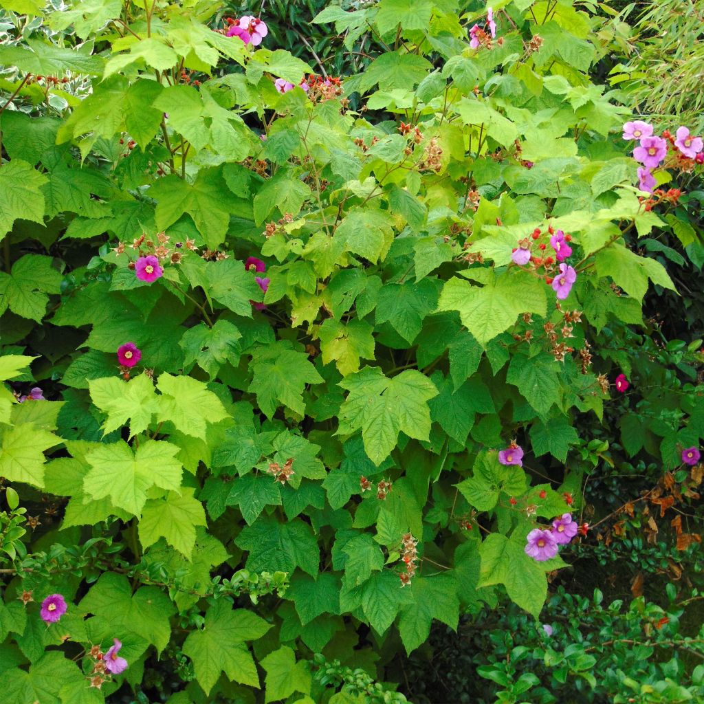 Rubus odoratus - Ronce d'ornement