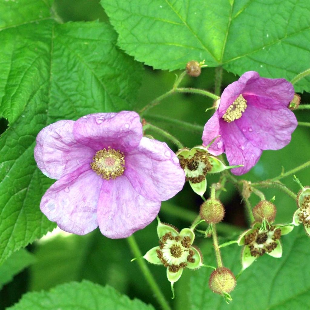 Rubus odoratus - Ronce d'ornement