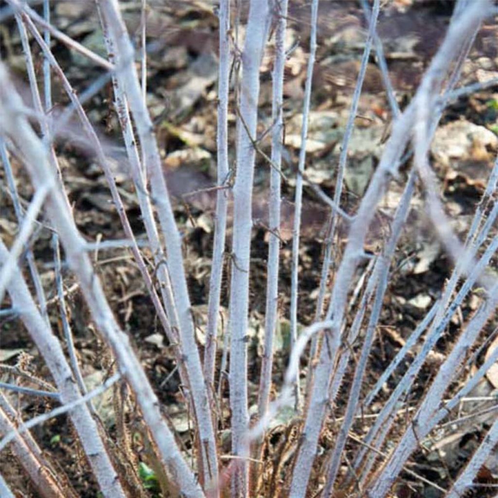 Rubus thibetanus Silver Fern - Ronce d'ornement