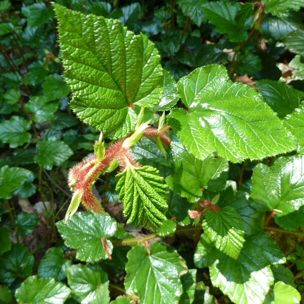 Rubus tricolor Betty Ashburner - Mûre Betty Ashburner