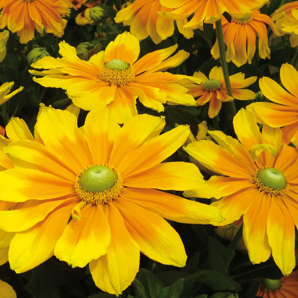 Rudbeckia annuel Prairie Sun - Rudbeckie jaune d'or bordée de jaune clair.