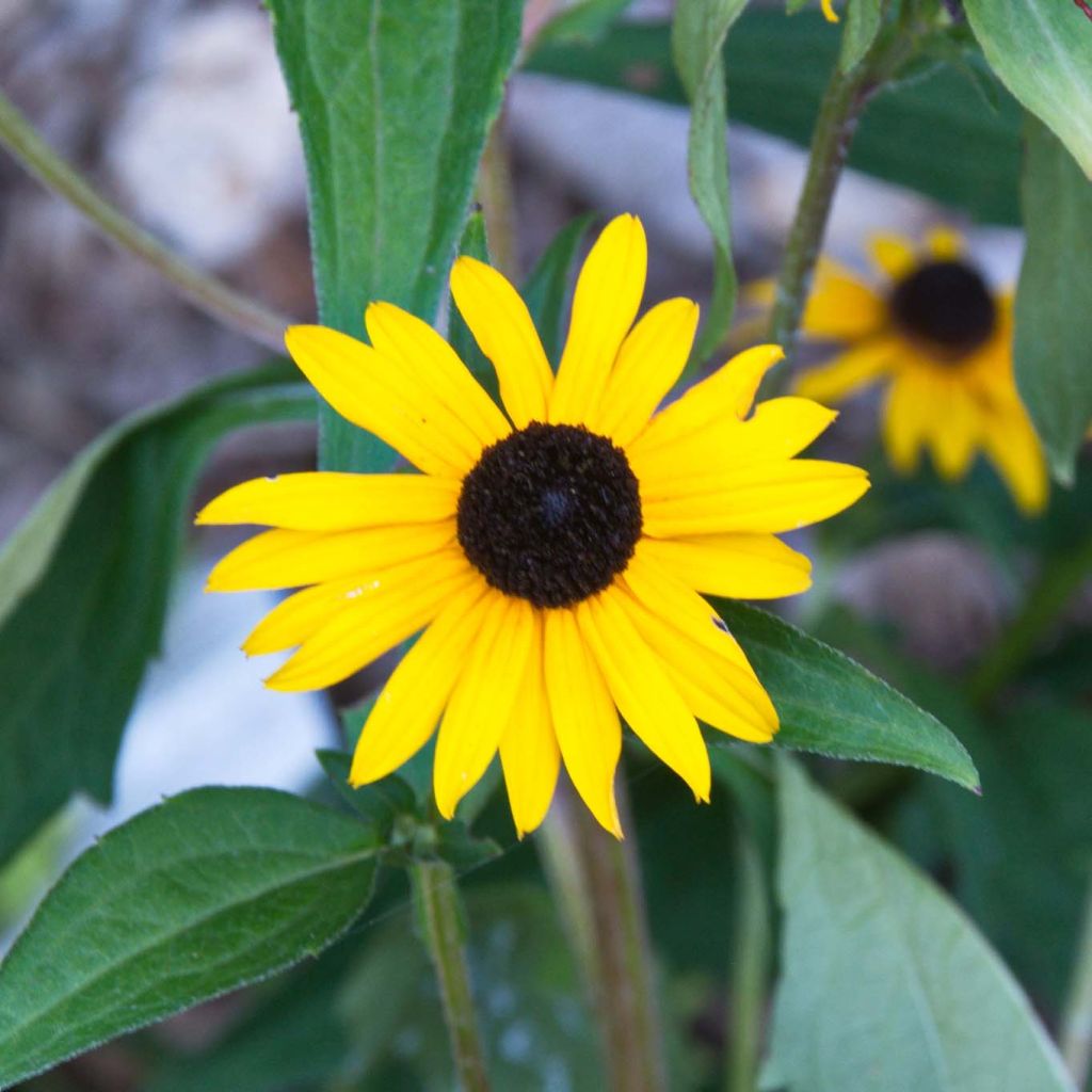 Rudbeckia fulgida Early Bird Gold