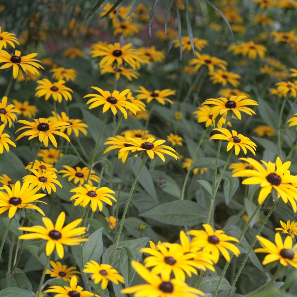 Rudbeckia fulgida Pot of Gold - Rudbéckie compacte