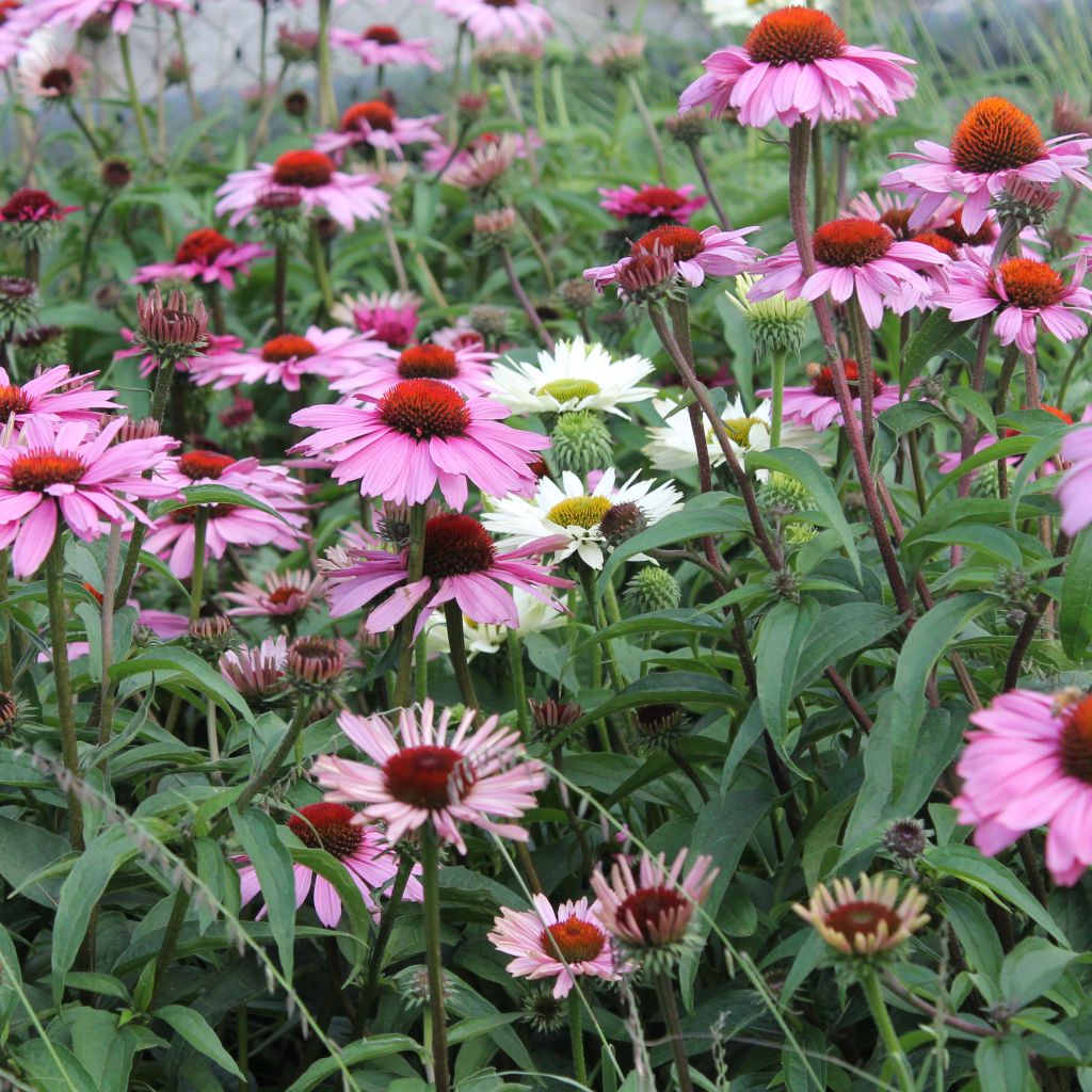 Echinacea purpurea Magnus - Echinacée