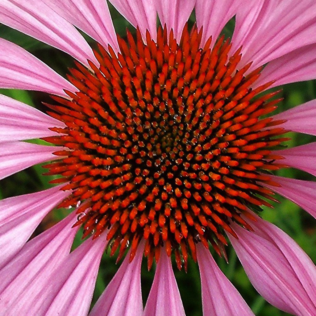 Echinacea purpurea Magnus - Echinacée