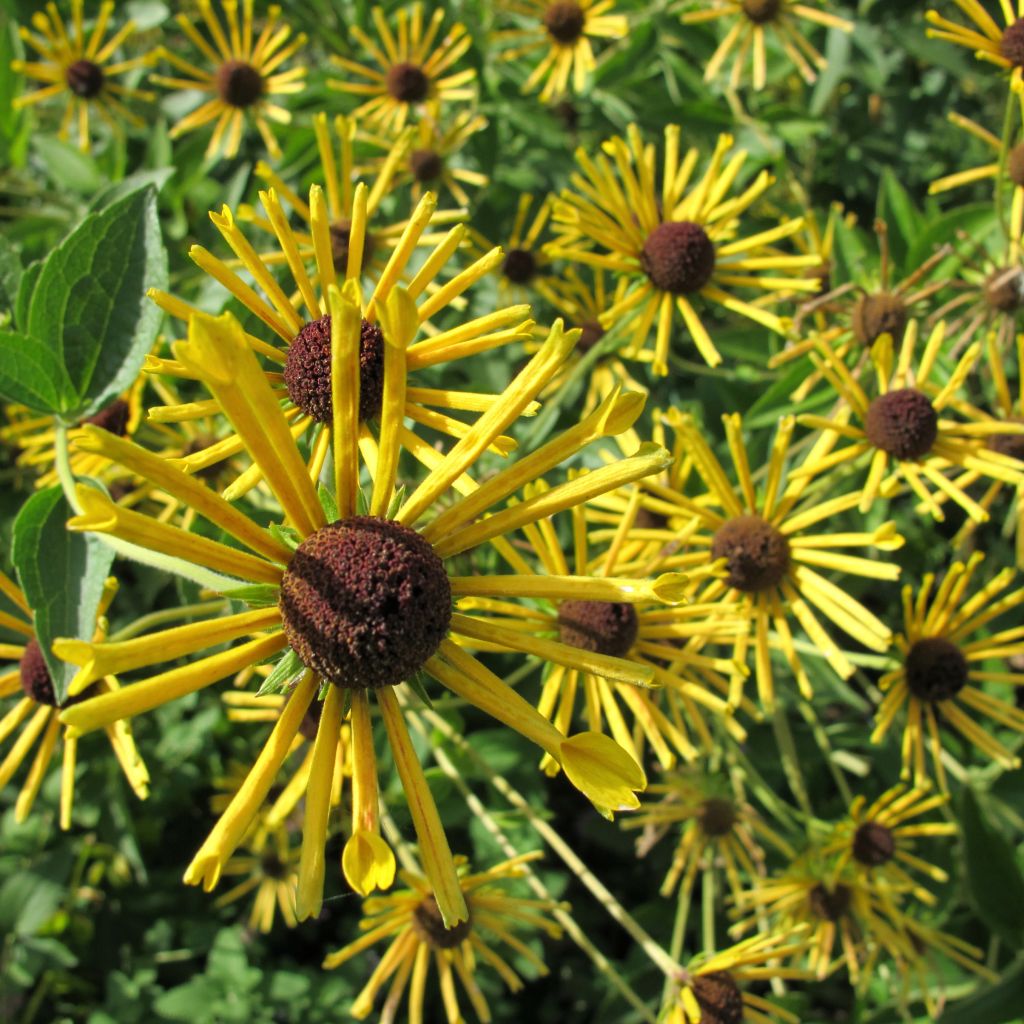 Rudbeckia subtomentosa Henry Eilers - Rudbeckie