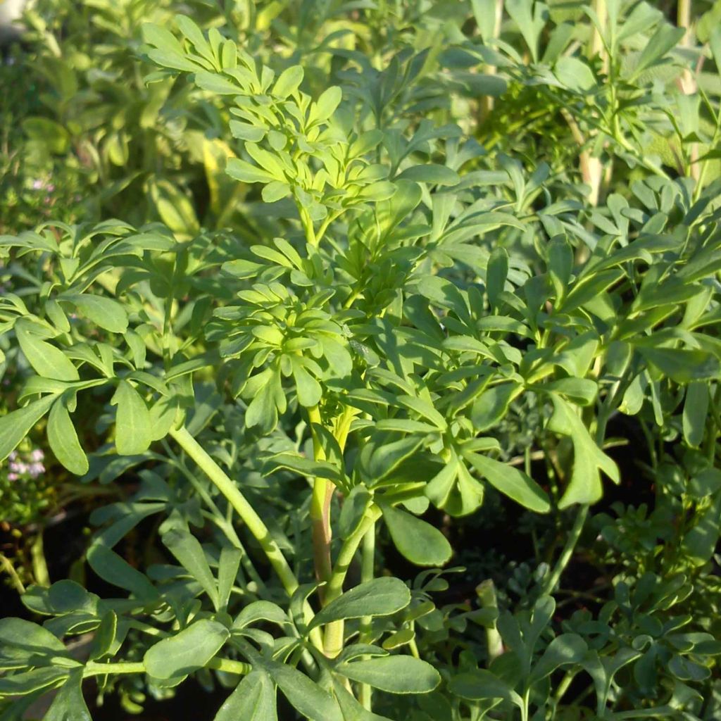 Rue Fétide - Ruta graveolens - Rue officinale