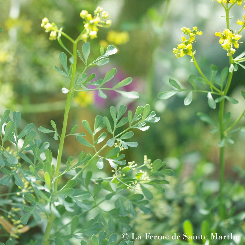 Rue officinale NT - Ferme de Sainte Marthe