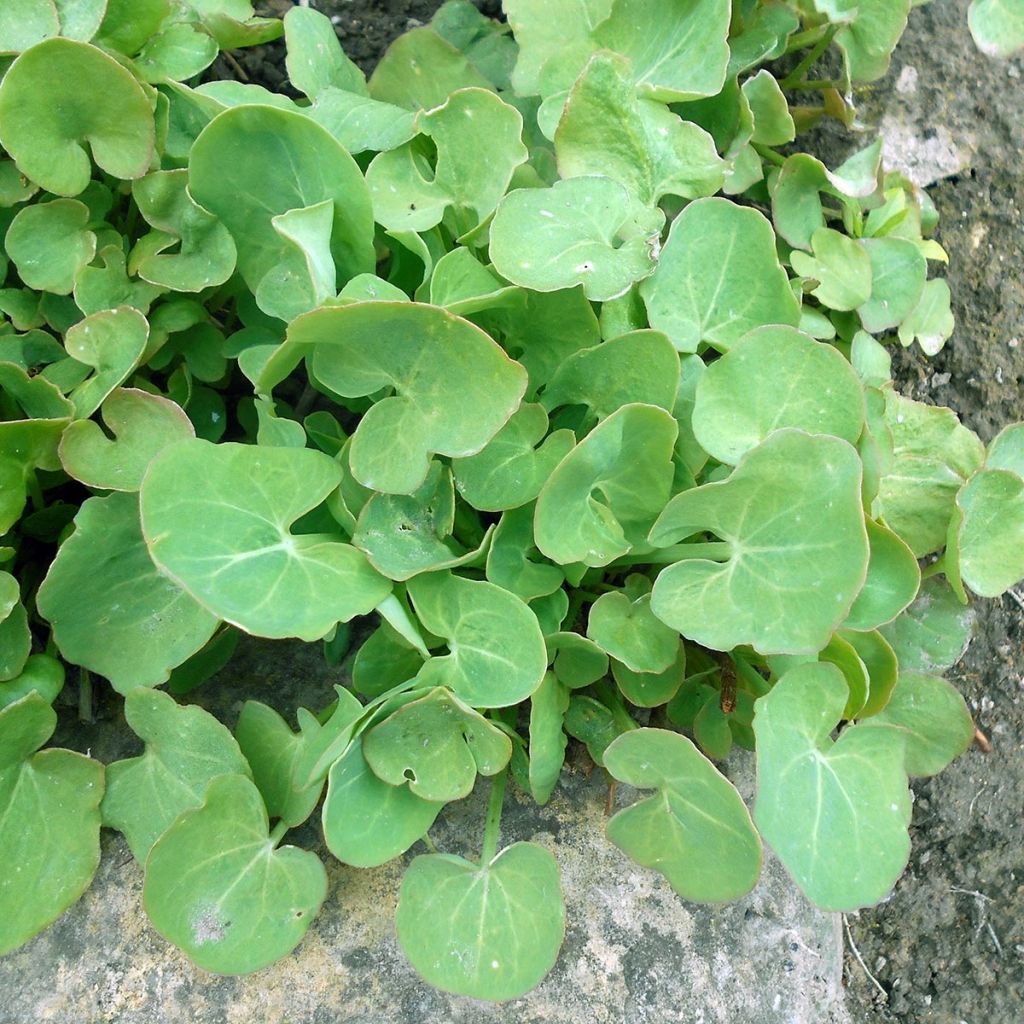 Oseille douce à feuilles rondes Bio - Rumex scutatus en plants Bio