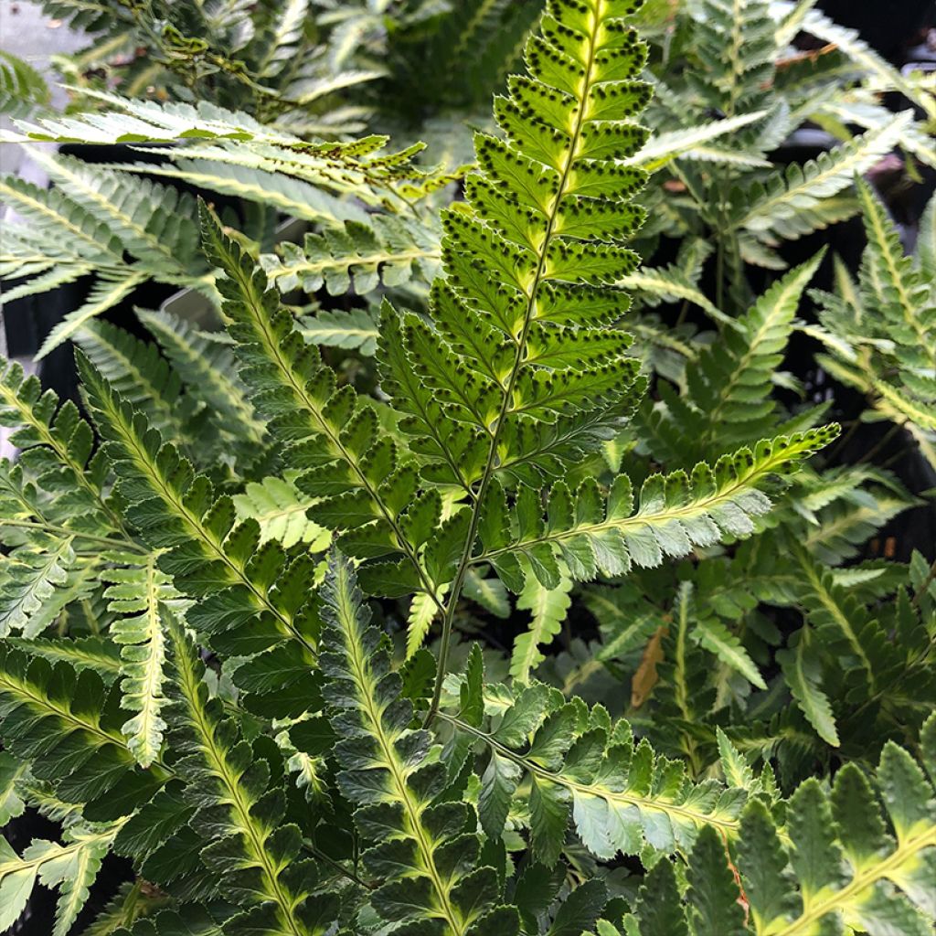 Rumohra adiantiformis Variegata - Fougère des fleuristes panachée