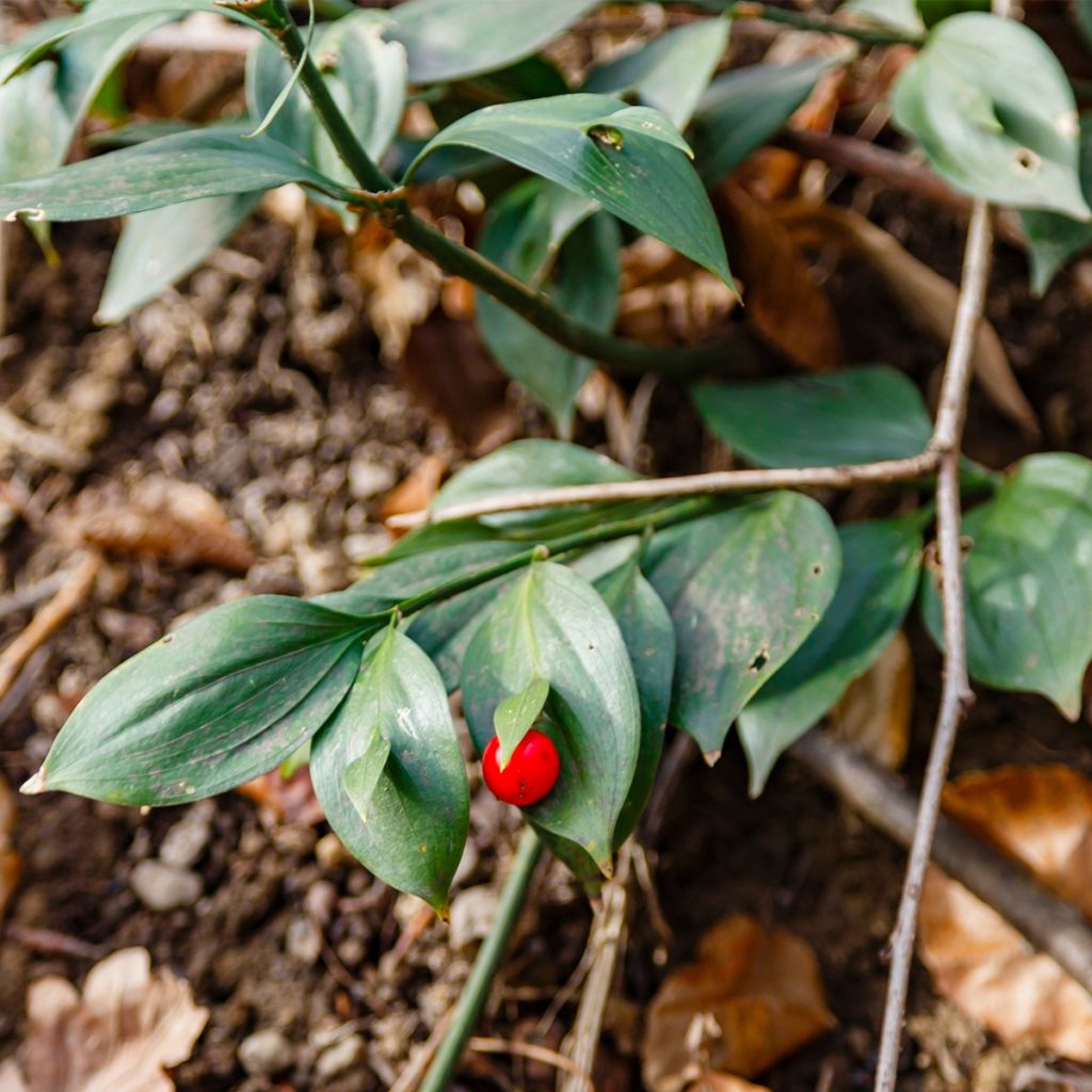 Ruscus hypoglossum - Fragon à langues