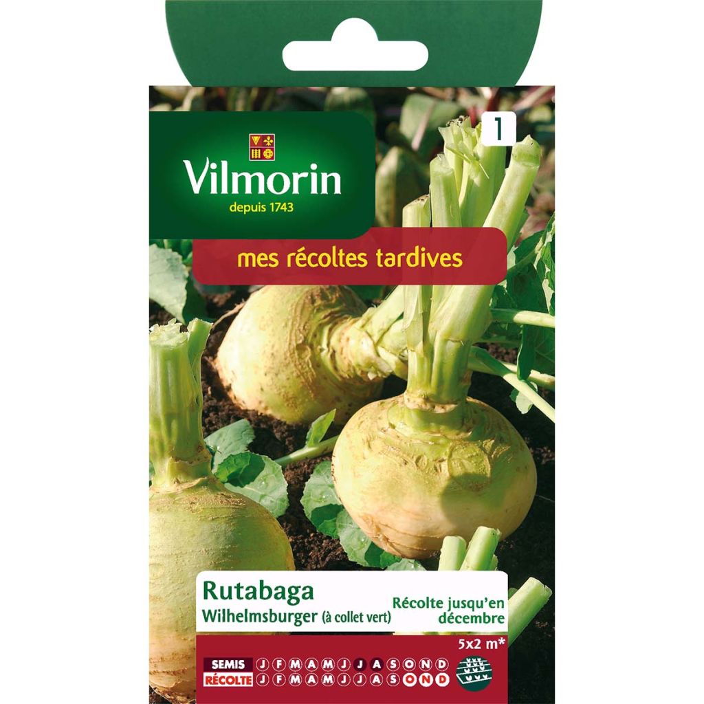 Rutabaga Wilhemsburger (à collet vert) - Vilmorin