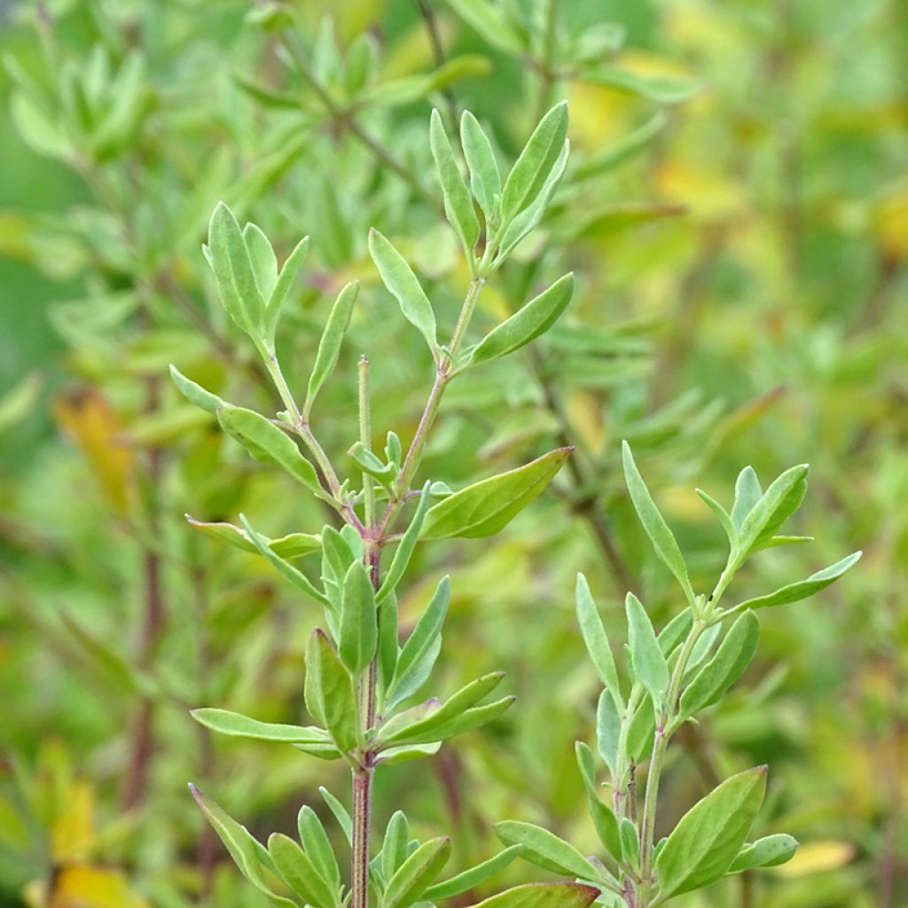 Sauge arbustive - Salvia jamensis Raspberry Royal