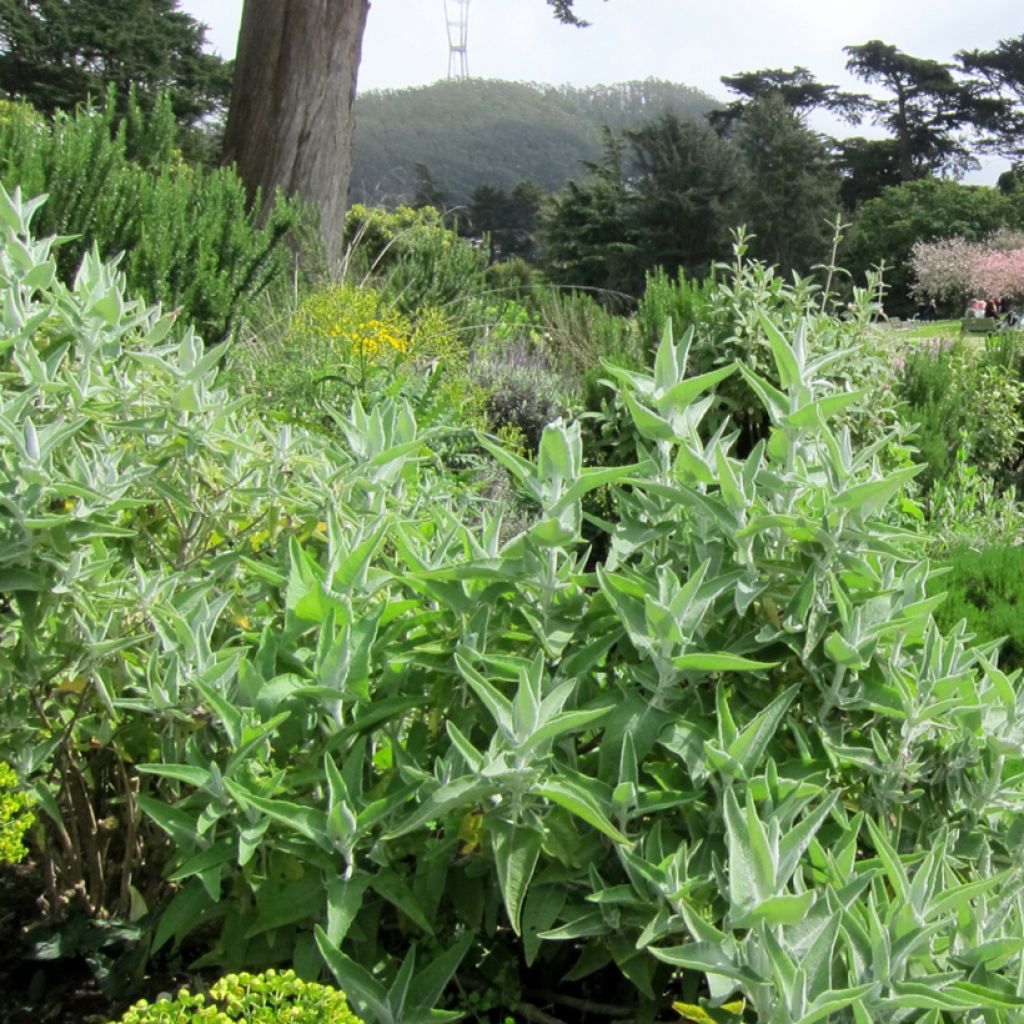 Sauge blanche laineuse - Salvia candidissima