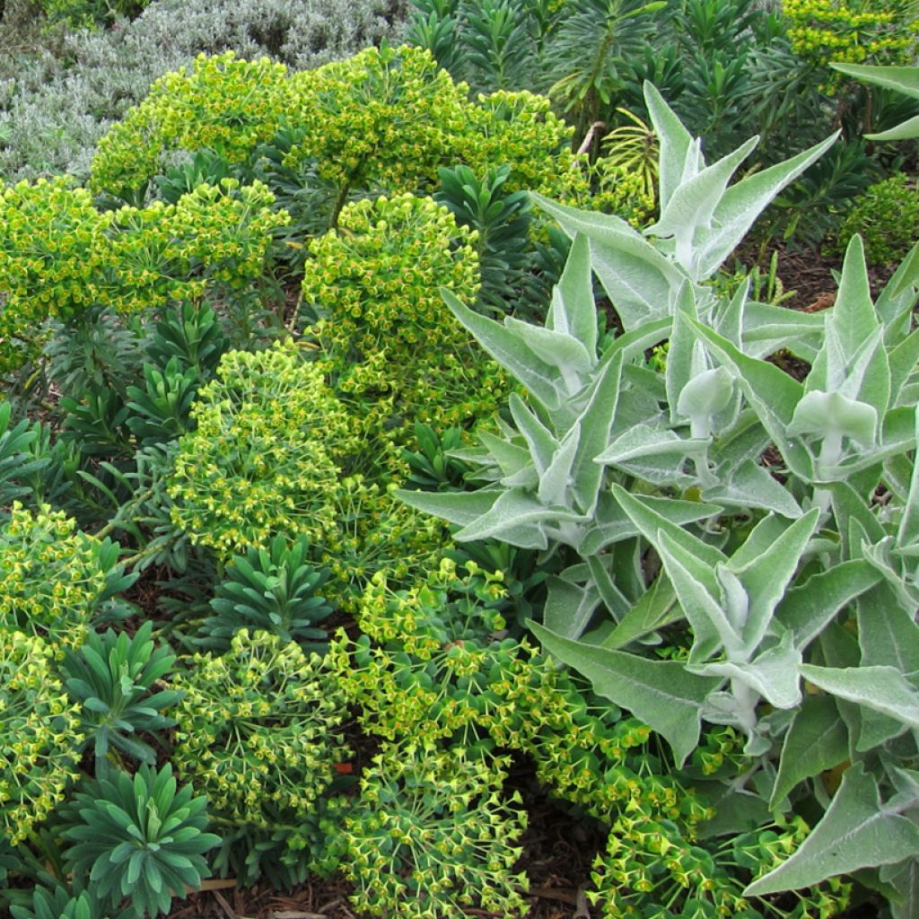 Sauge blanche laineuse - Salvia candidissima