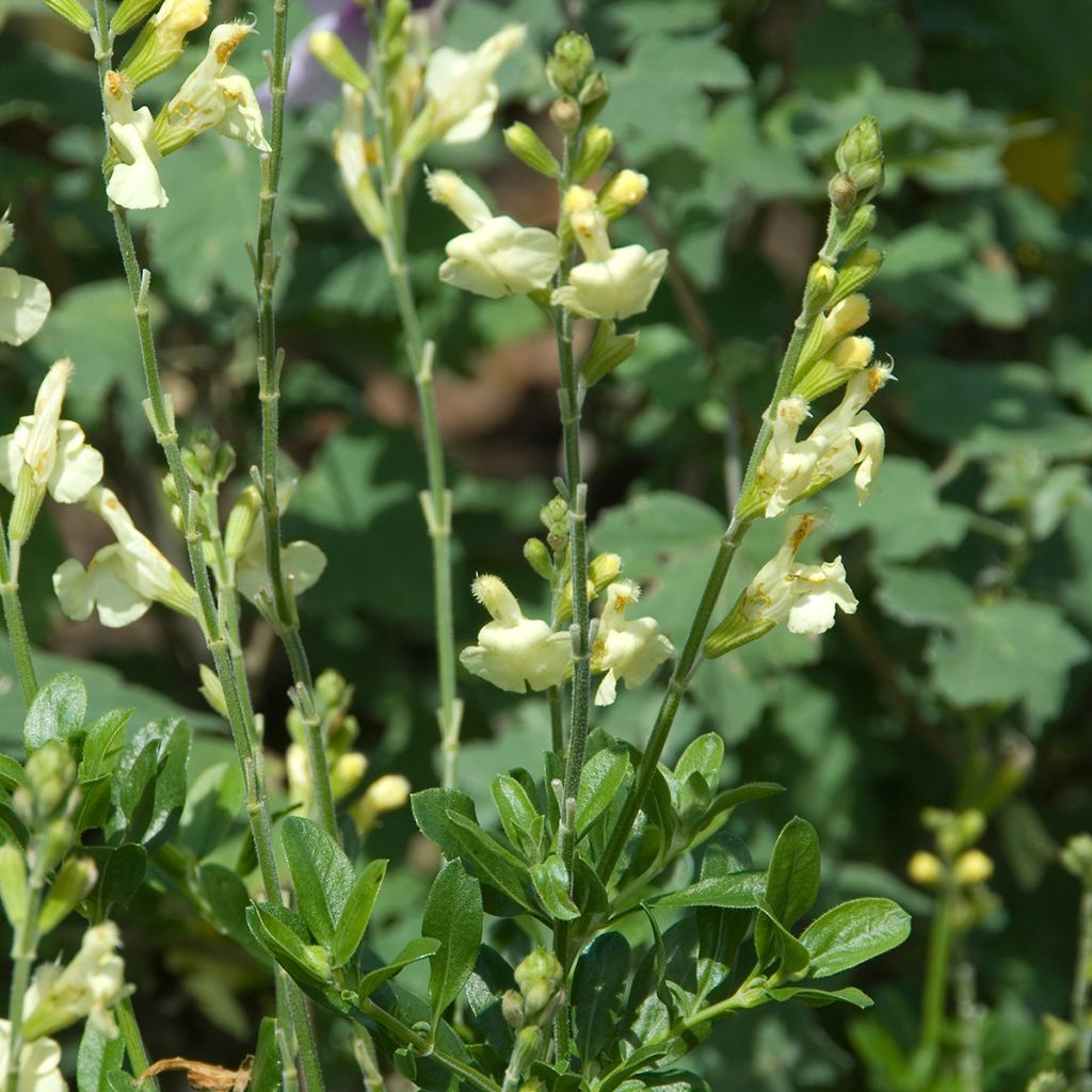 Sauge arbustive - Salvia greggii Sungold (Devon Cream)