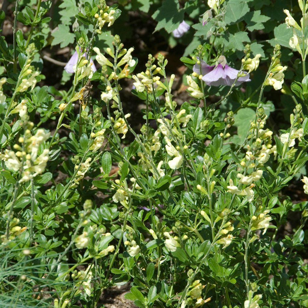 Sauge arbustive - Salvia greggii Sungold (Devon Cream)