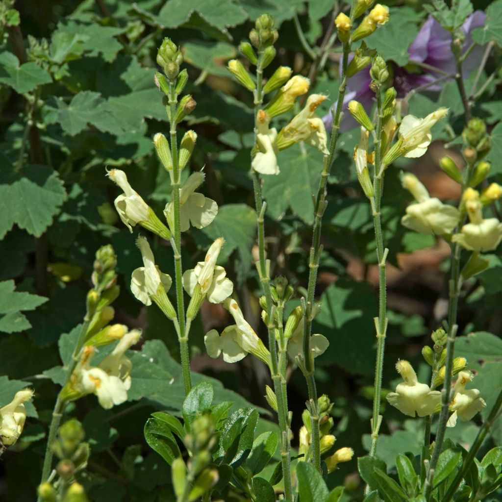 Sauge arbustive - Salvia greggii Sungold (Devon Cream)