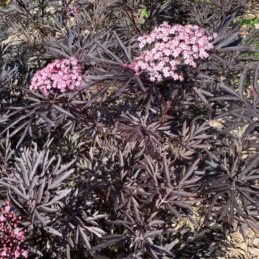 Sureau noir - Sambucus nigra Cherry Lace