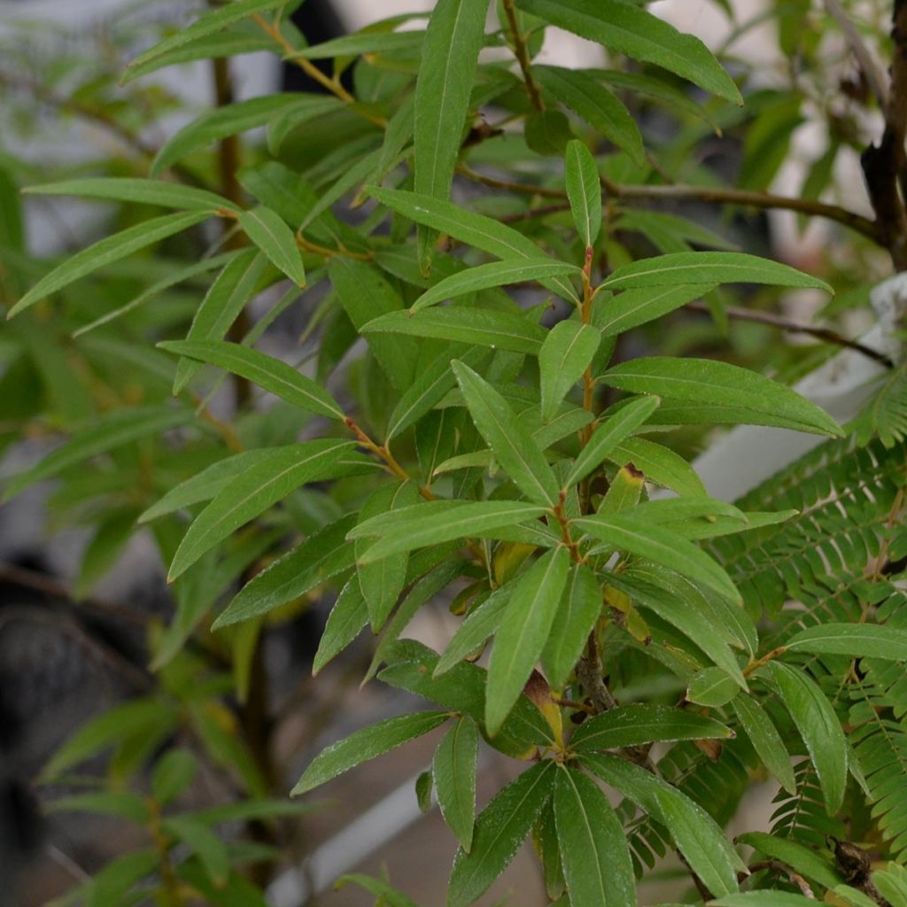 Saule doré -  Salix sachalinensis Golden Sunshine