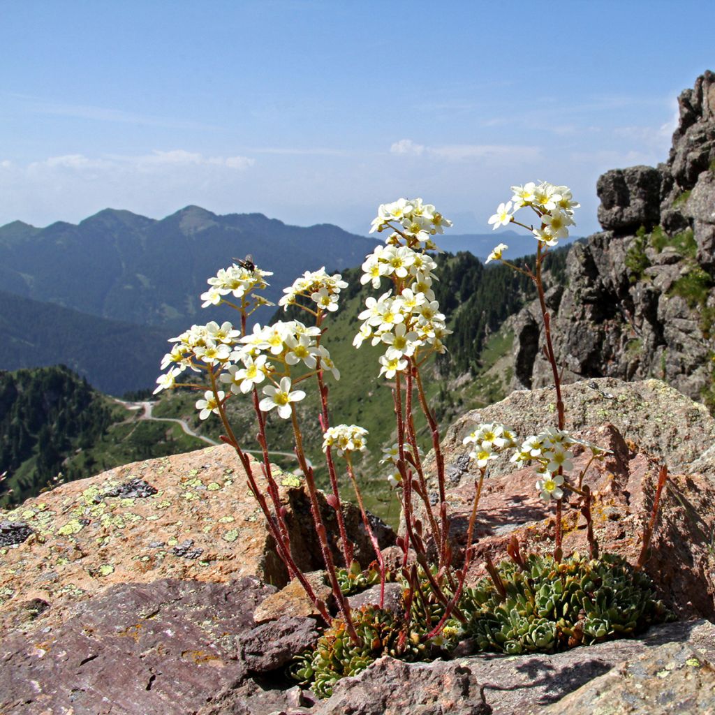 Saxifraga paniculata var.minutifolia - Saxifrage