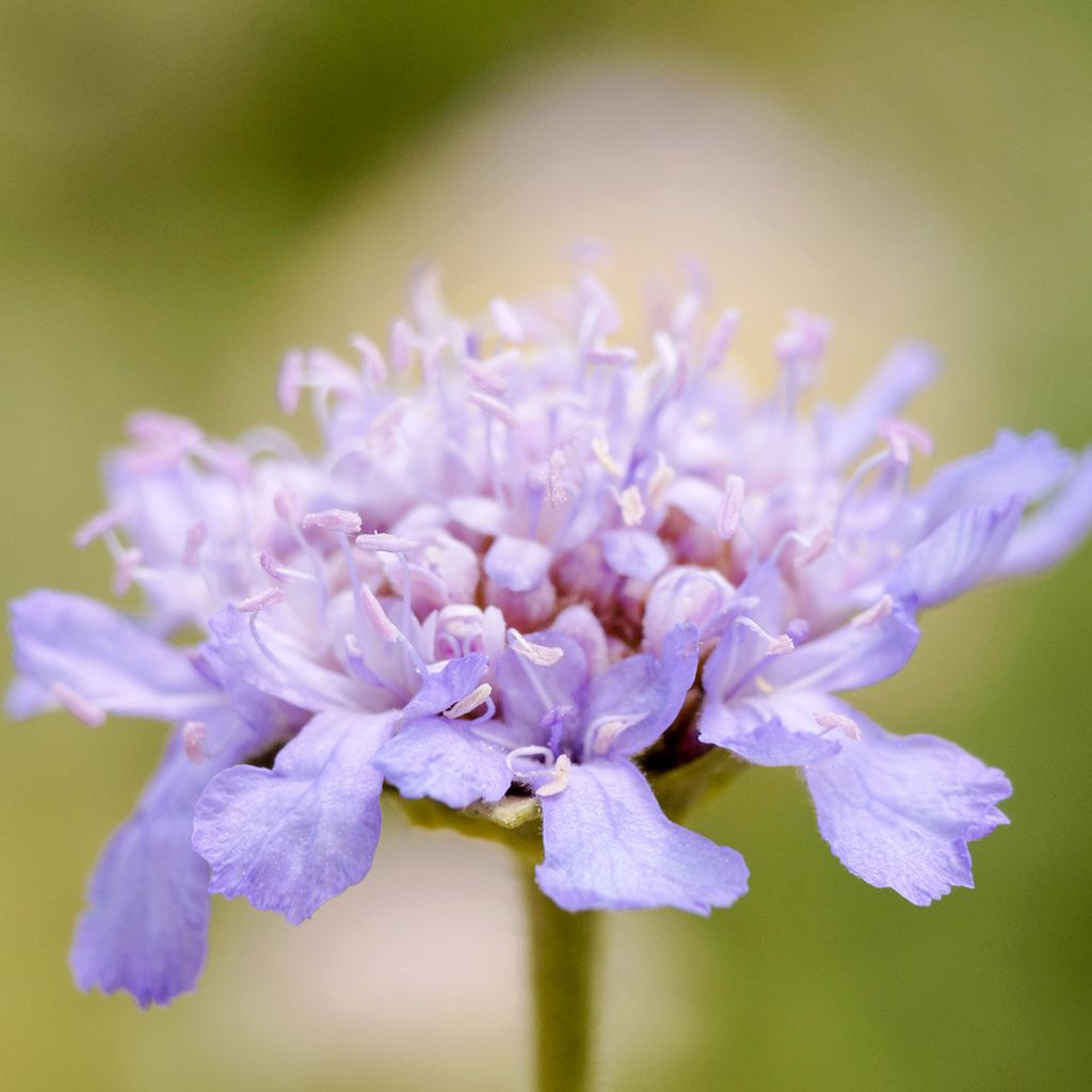 Scabiosa ou Lomeliosa cretica - Scabieuse de Crète