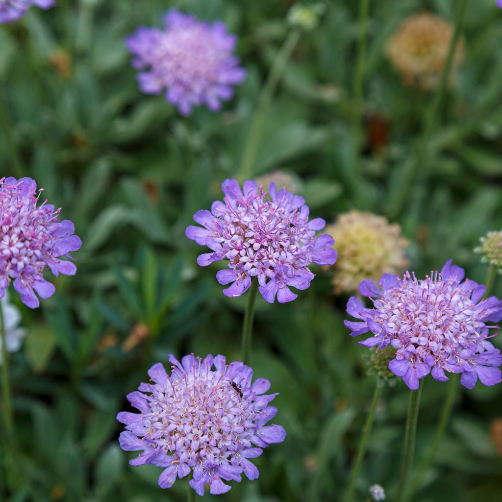 Scabiosa ou Lomeliosa cretica - Scabieuse de Crète