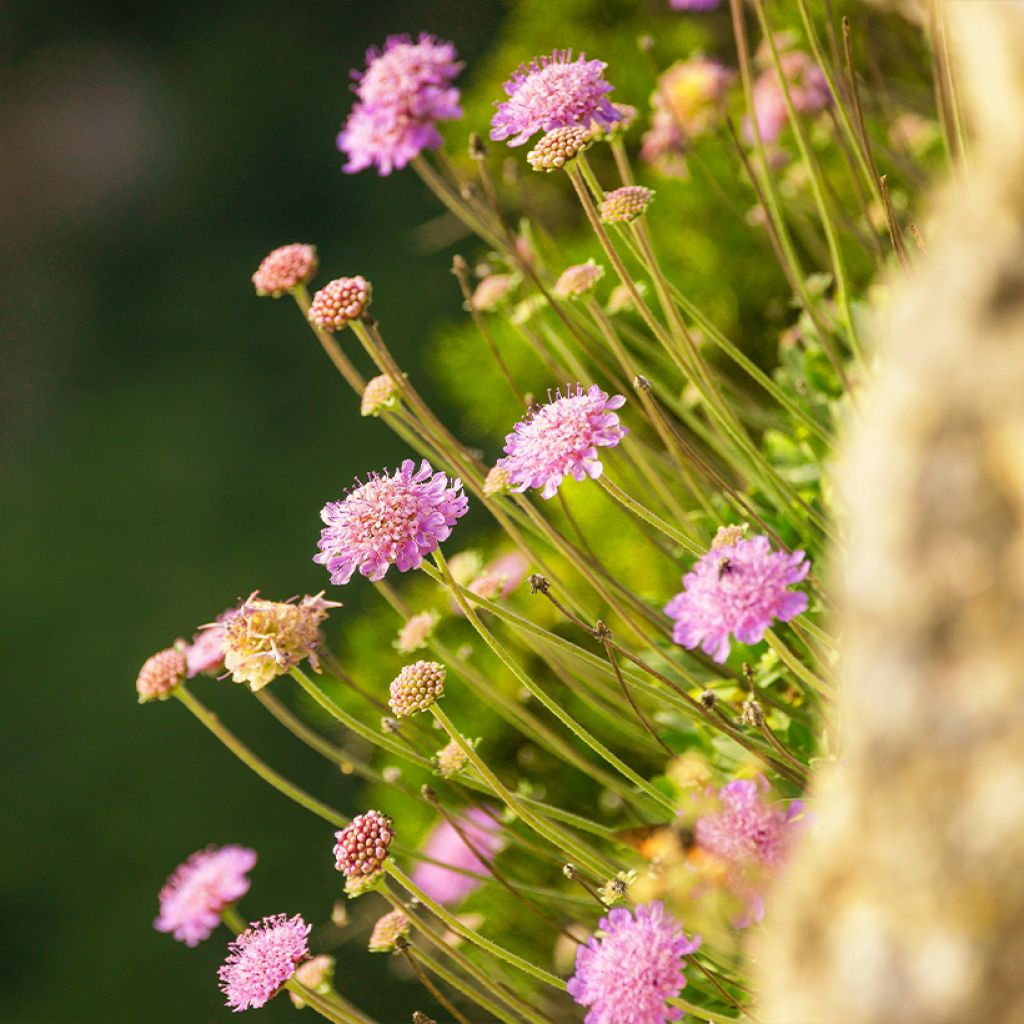 Scabiosa ou Lomeliosa cretica - Scabieuse de Crète