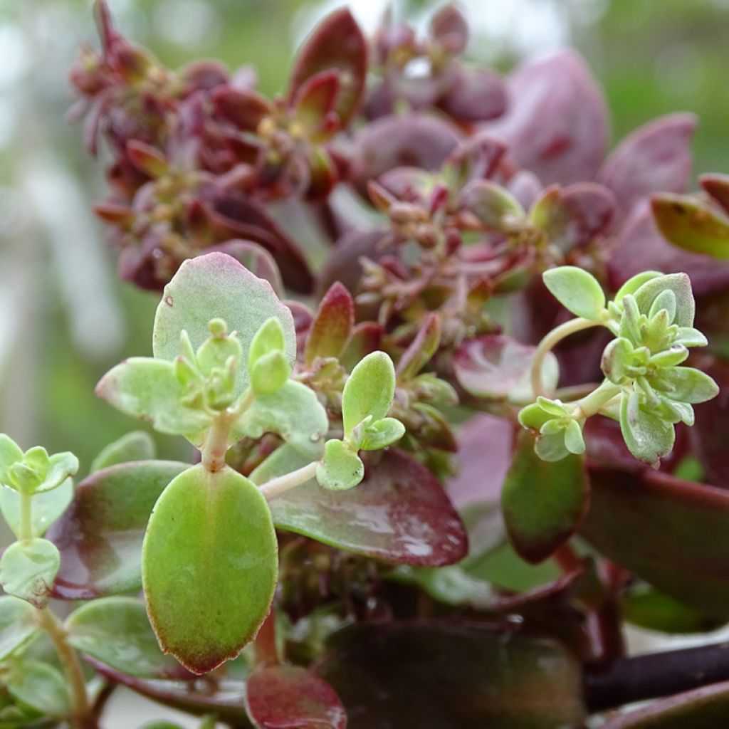 Sedum Sunsparkler Firecracker - Orpin 