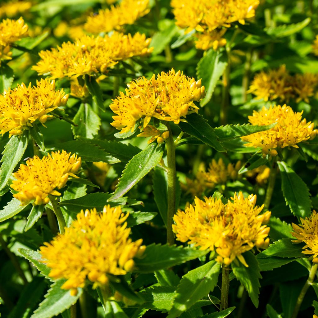 Sedum ou Phedimus aizoon - Orpin aïzoon