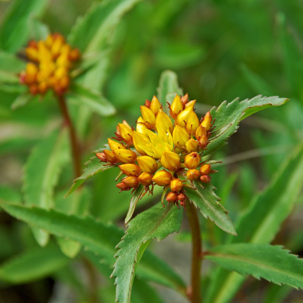 Sedum ou Phedimus aizoon - Orpin aïzoon