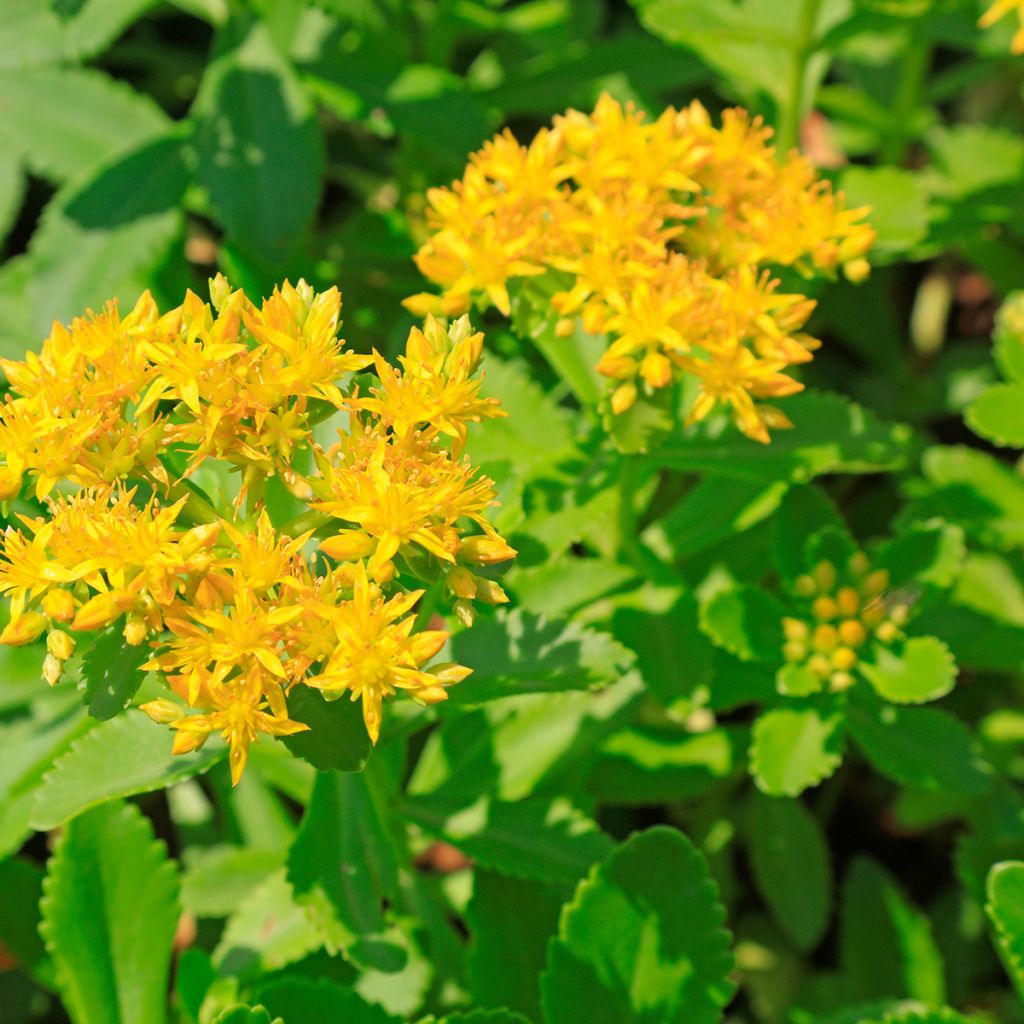 Sedum ou Phedimus aizoon - Orpin aïzoon