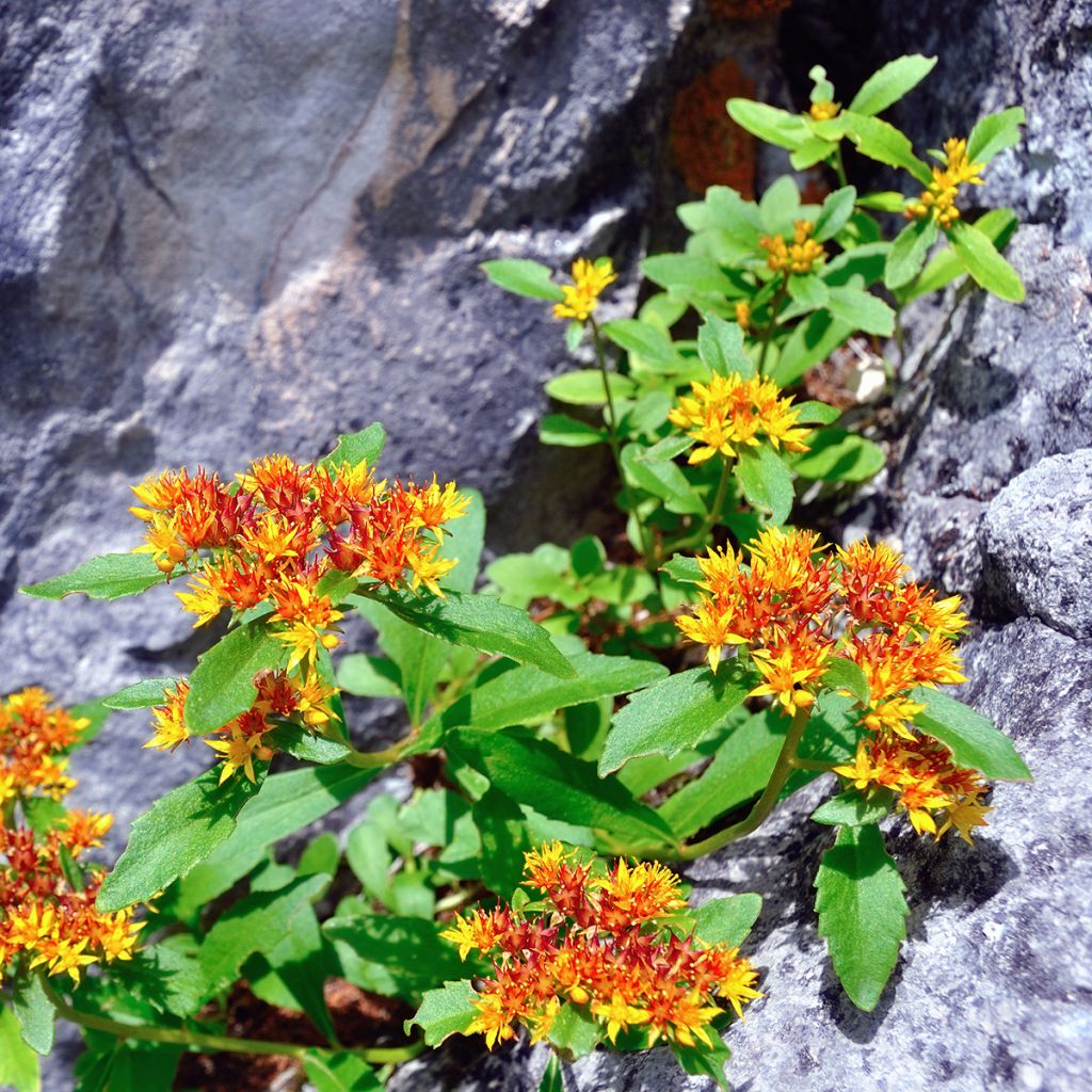 Sedum ou Phedimus aizoon - Orpin aïzoon