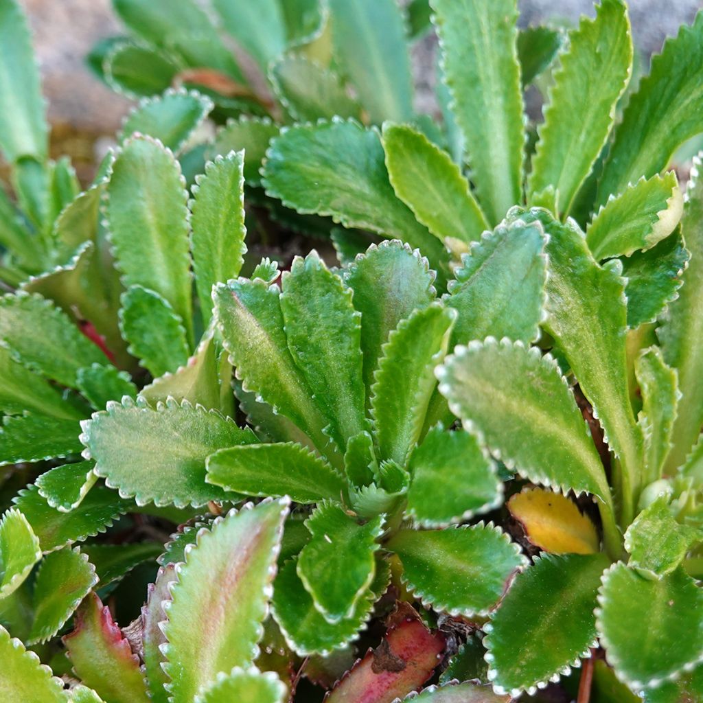 Sedum ou Phedimus aizoon - Orpin aïzoon