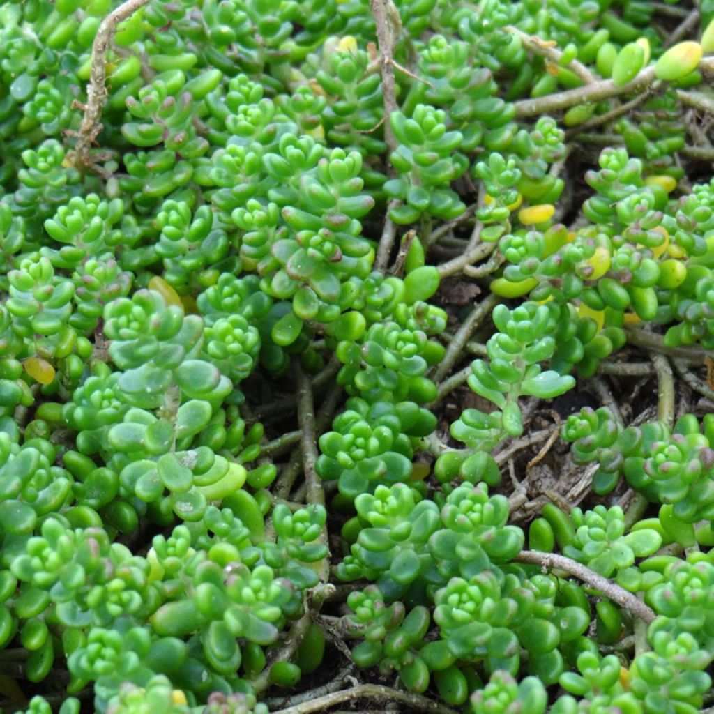 Sedum divergens - Orpin étalé ou divergent