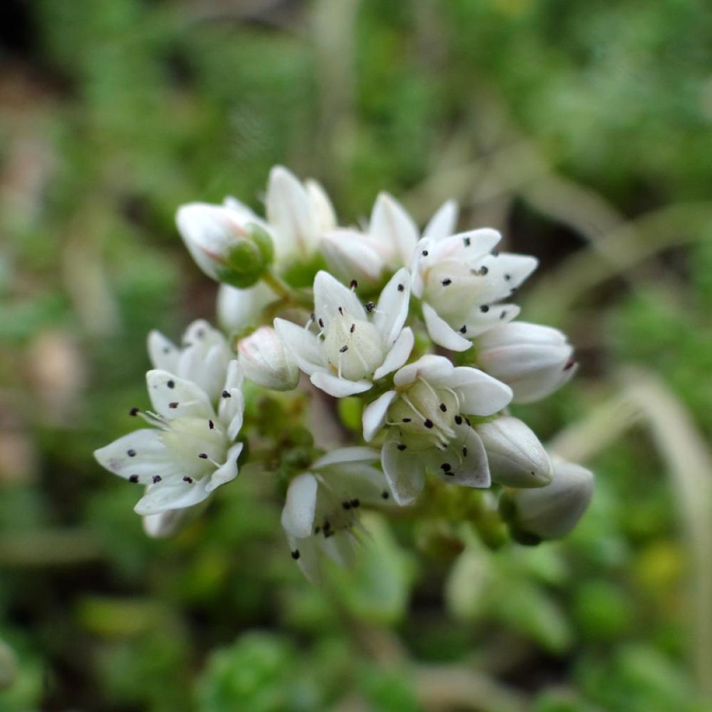 Sedum divergens - Orpin étalé ou divergent