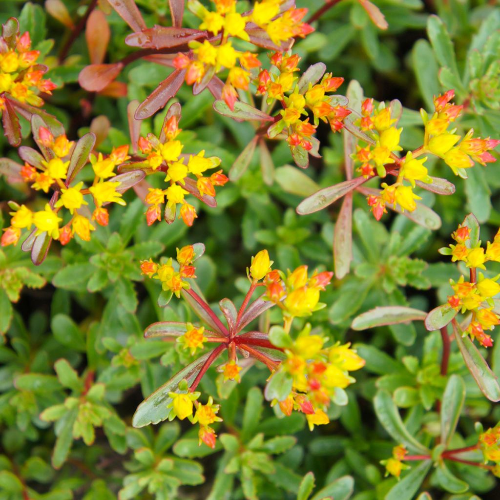 Sedum kamtschaticum subsp. middendorffianum - Orpin du Kamtchatka