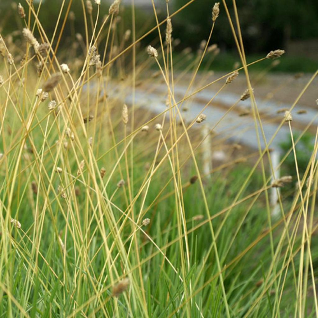 Sesleria sadleriana - Seslérie