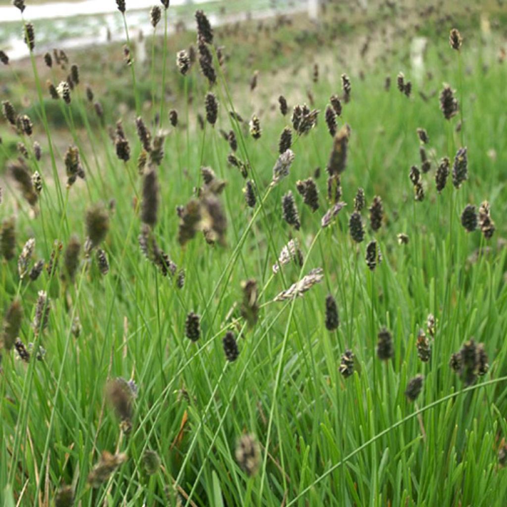 Sesleria sadleriana - Seslérie