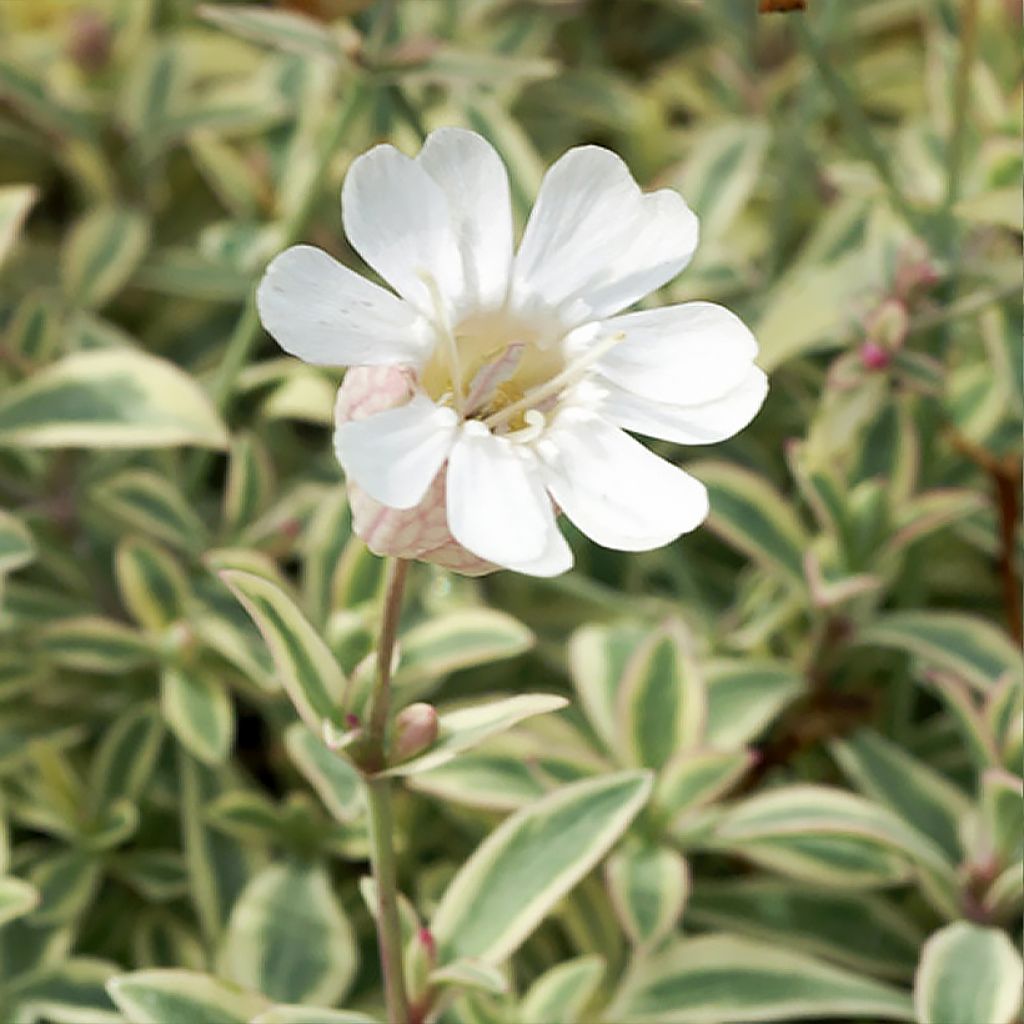 Silène maritime Druett's Variegated - Silene uniflora