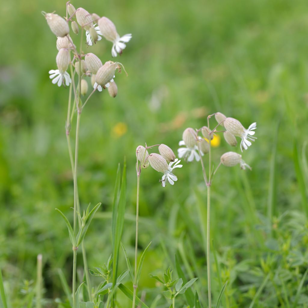 Silène enflé ou commun - Silene vulgaris