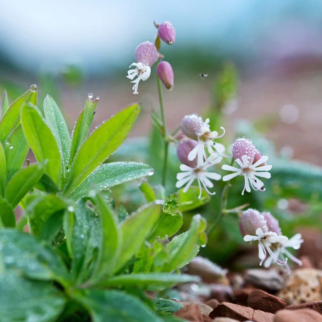 Silène enflé ou commun - Silene vulgaris