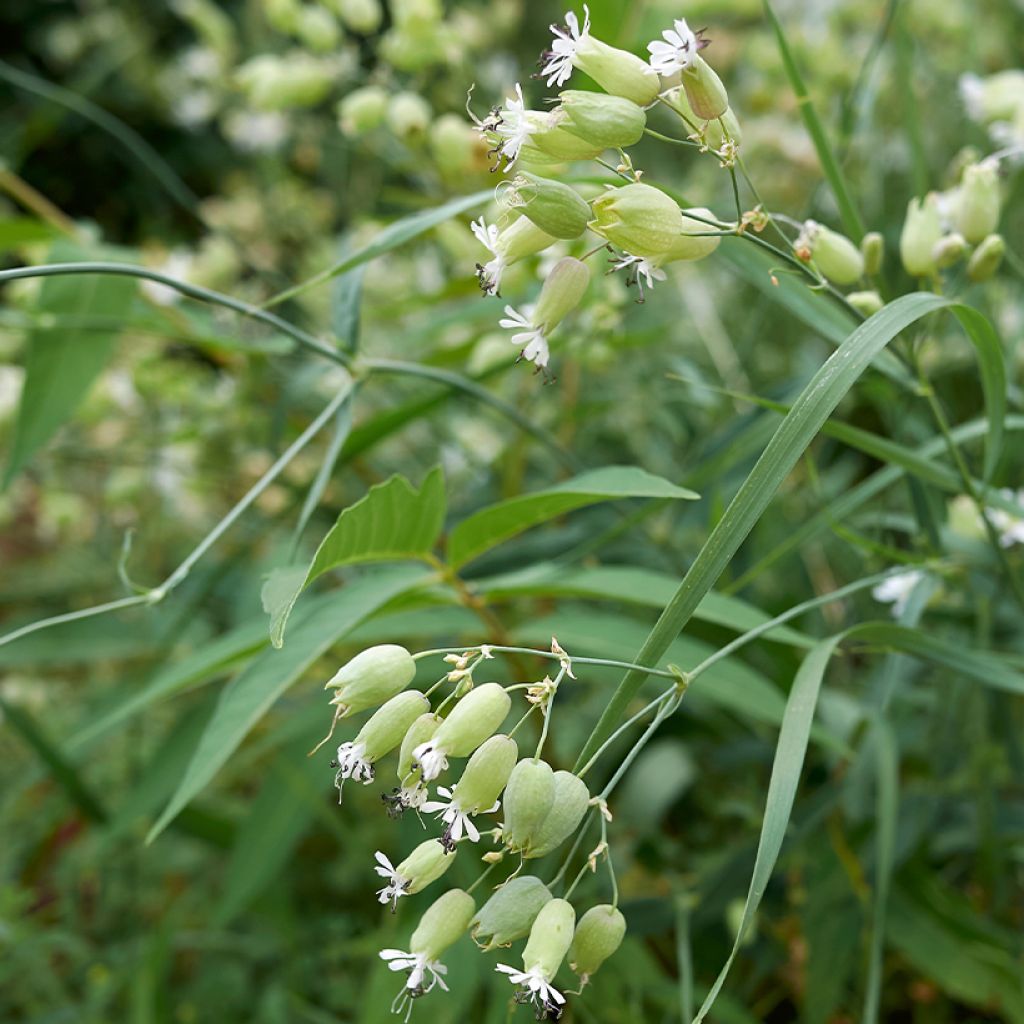 Silène enflé ou commun - Silene vulgaris