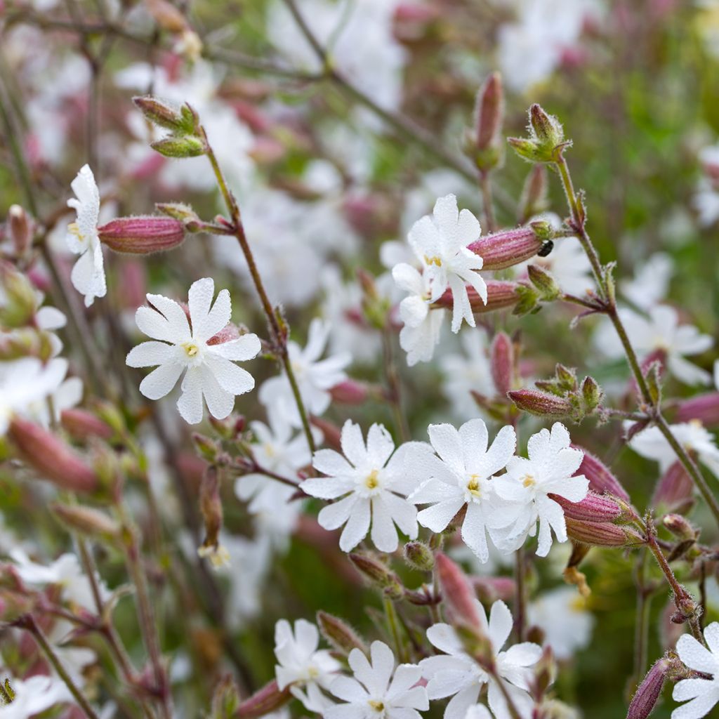 Silène enflé ou commun - Silene vulgaris