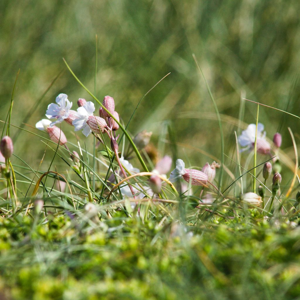 Silène enflé ou commun - Silene vulgaris