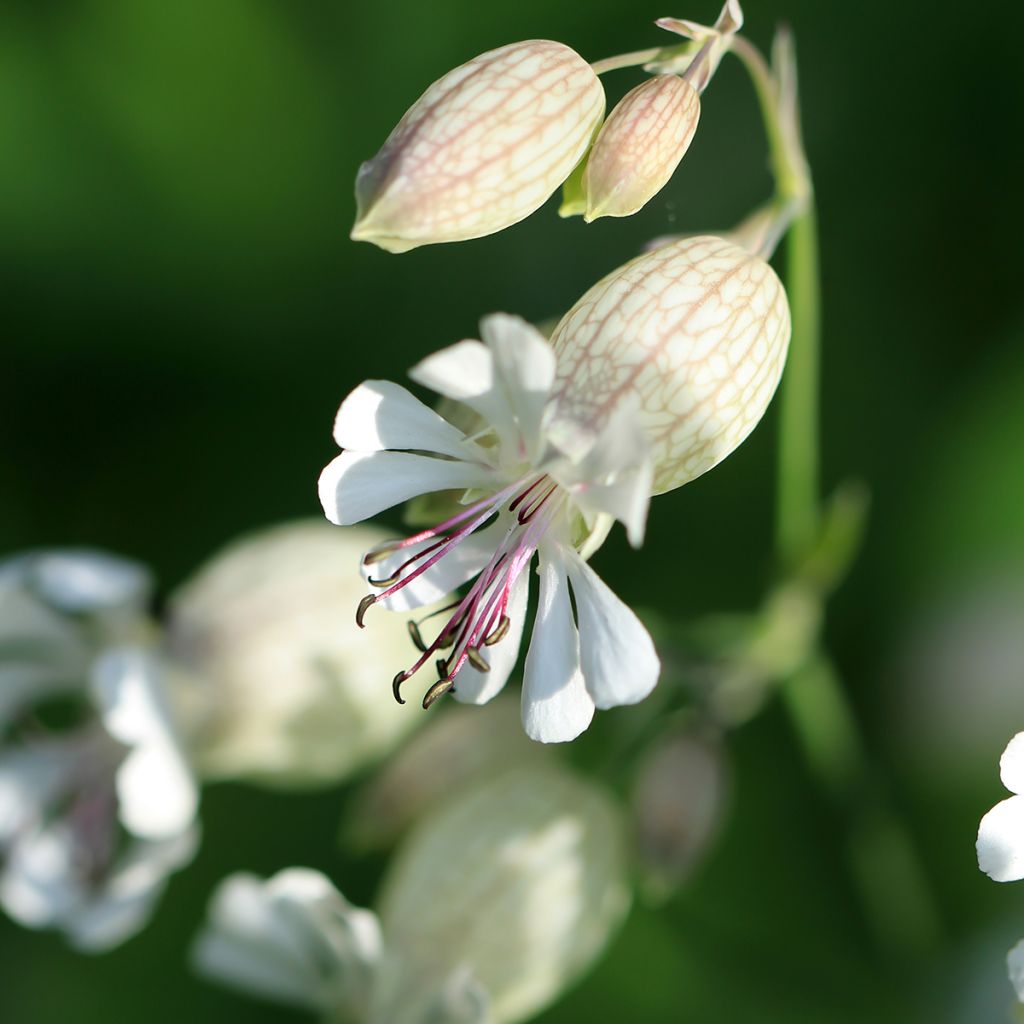 Silène enflé ou commun - Silene vulgaris