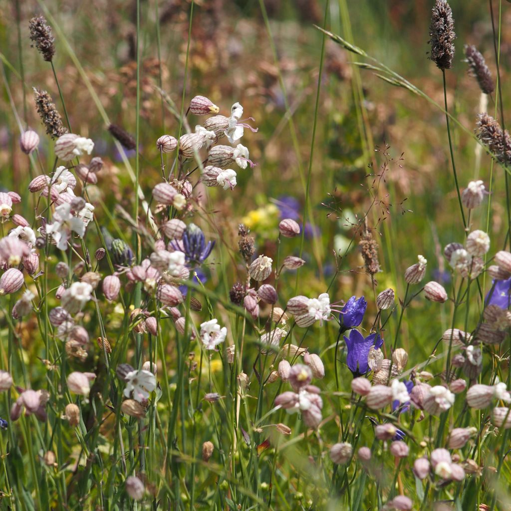 Silène enflé ou commun - Silene vulgaris